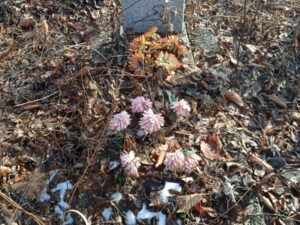 Бородулин Виктор Федорович