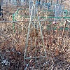 Файзулина Гайша Насыровна