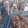 Бахарева Анастасия Федоровна