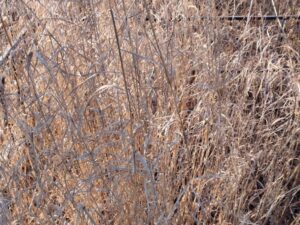 b5b233de-62cb-4196-b636-0ea5b850cc7b Каримова Раиса Хамзяновна