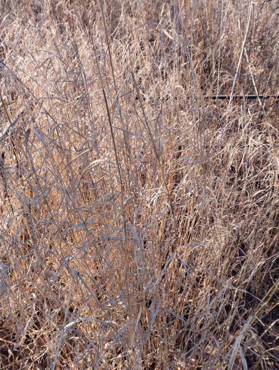 b5b233de-62cb-4196-b636-0ea5b850cc7b Каримова Раиса Хамзяновна