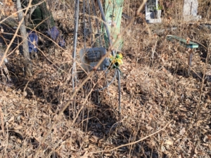 Боцман Варвара Николаевна