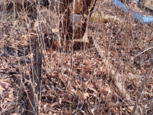 Печонкин Виктор Сергеевич