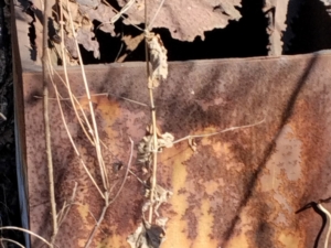 Неизвестно Неизвестно Неизвестно