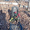 Королева Елена Харитоновна
