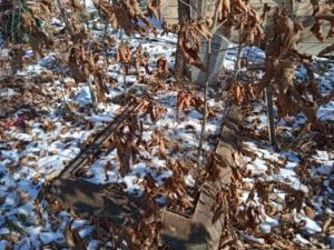 Гончарова Мария Кирилловна