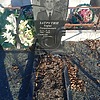 Затрутин Борис Люционович
