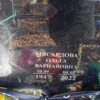 Мясаедова Ольга Варнавовна