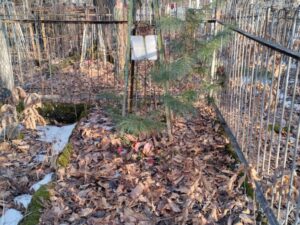 Петухова Ольга Егоровна