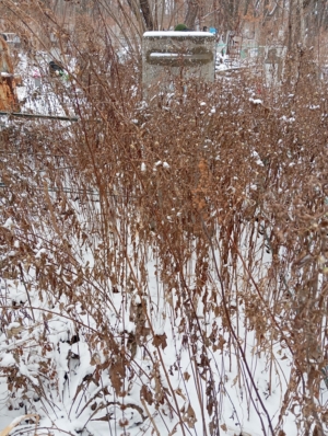 Косенко Григорий Ильич