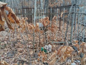 Солдатенко Максим Максимович