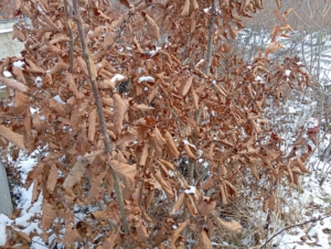 Карпенко Яна Борисовна