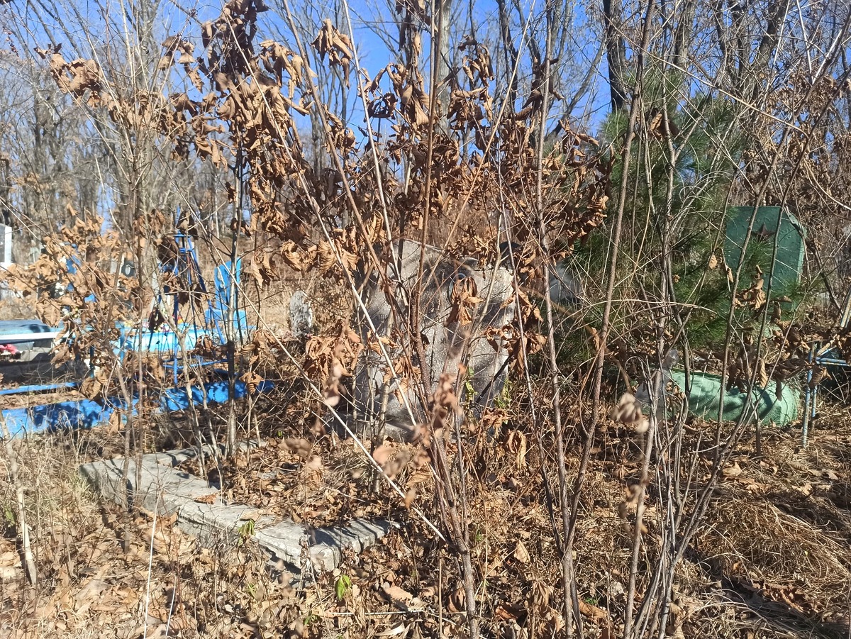 Анипченко Нина Ивановна