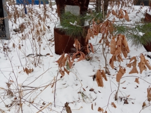 Литвиненко Нина Александровна