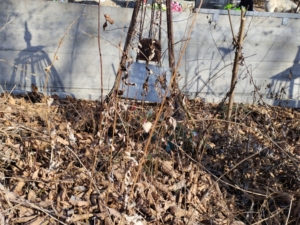 Ляпин Федор Наумович