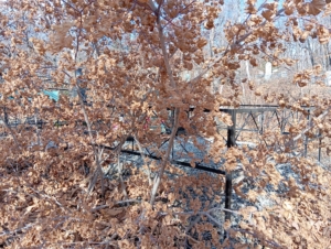 Глухова Лидия Семёновна