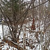 Анохина Александра Дмитриевна