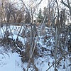 Клочко Матрена Николаевна