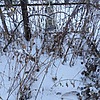 Кривошеева Екатерина Севастьяновна