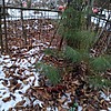 Неизвестно Неизвестно Неизвестно