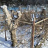Горелова Аксинья Павловна
