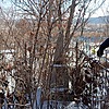Лубенко Анна Нестеровна