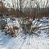 Шаклеин Неизвестно Неизвестно