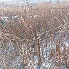 Шиповалов Николай Алексеевич