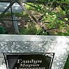 Гладун Мария Алексеевна