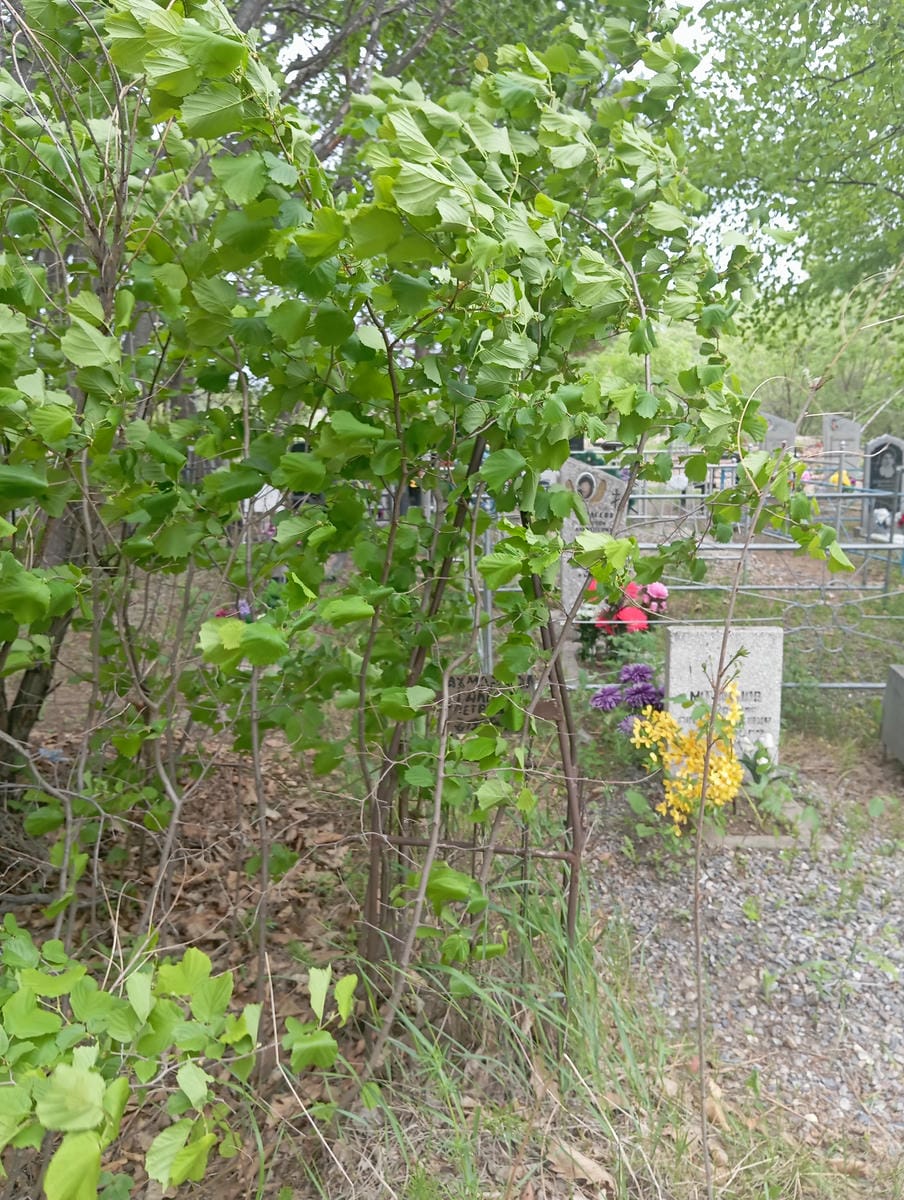 Ахмариева Галина Петровна