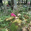 Ткачев Яков Степанович