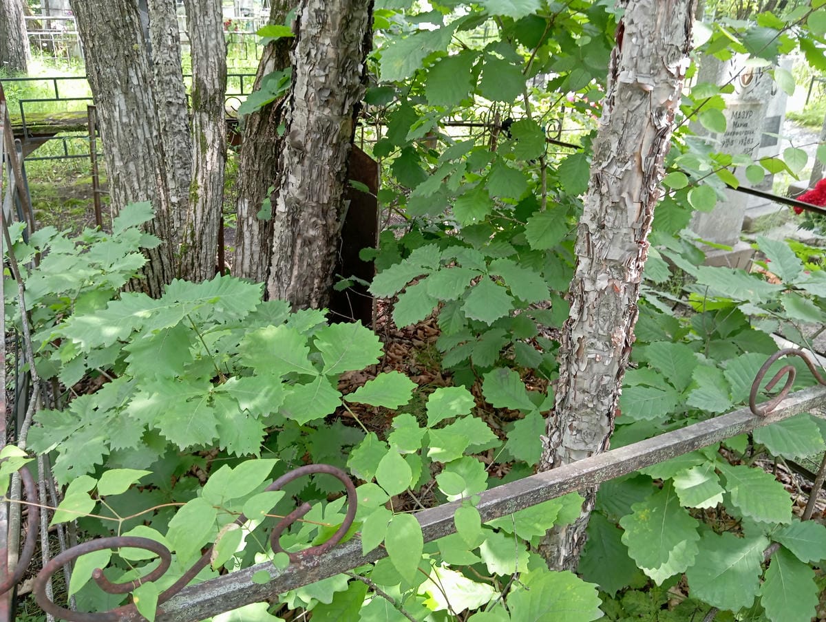 Лидовой Владимир Александрович