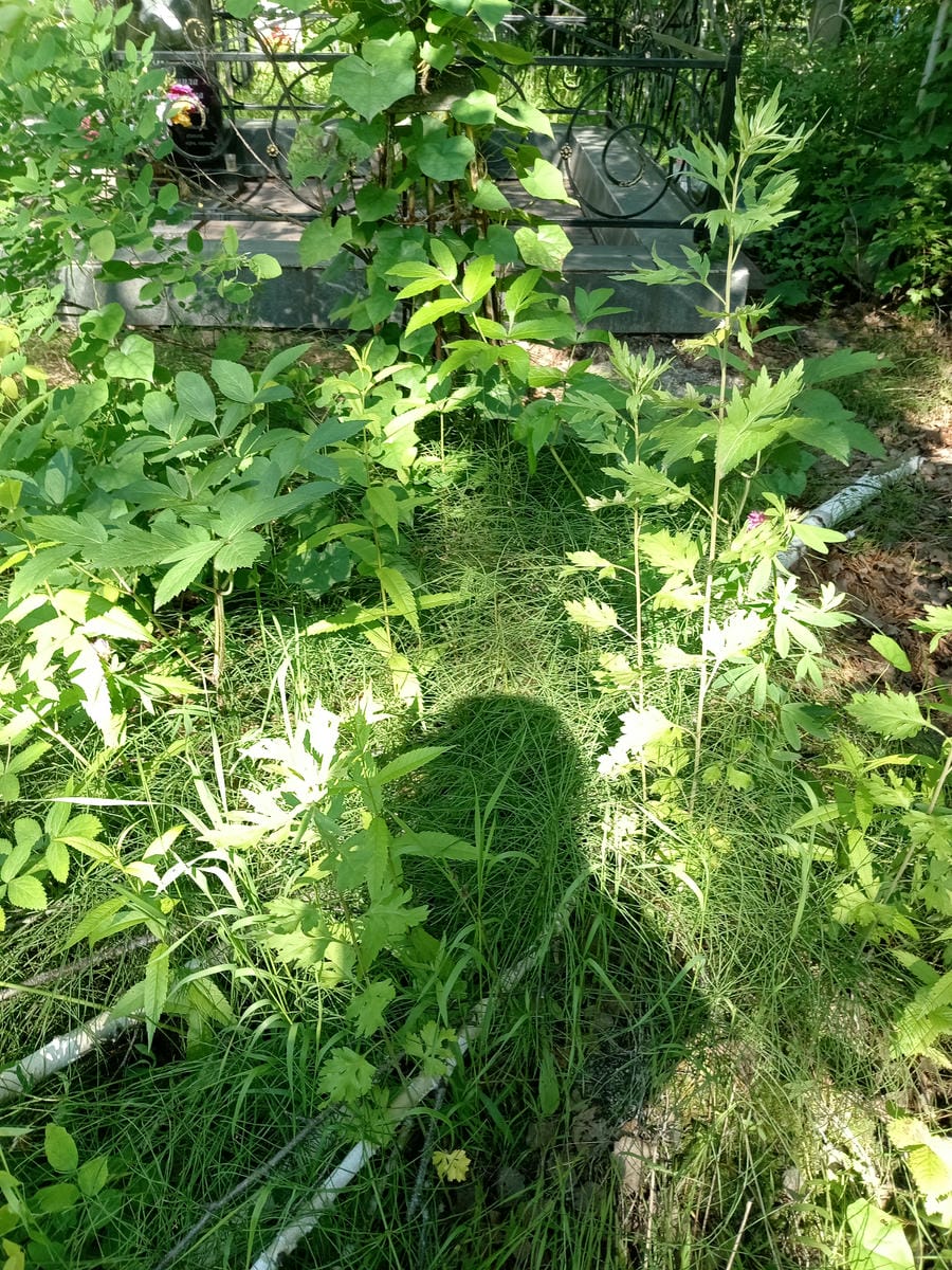 3334d040-bc72-40ee-9af4-0f0d872fa4a0 Неизвестно Неизвестно Неизвестно