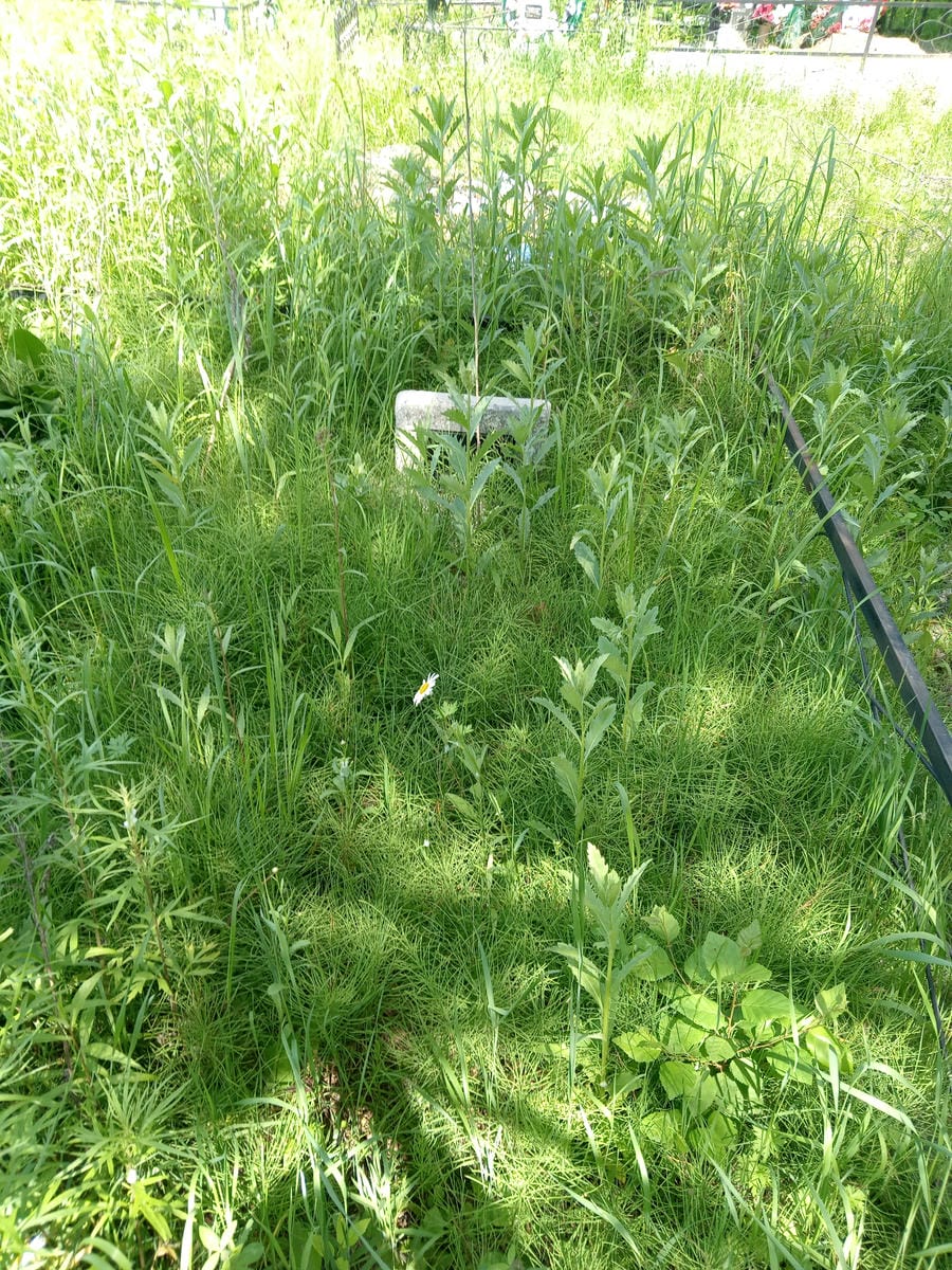 Тимотина Белла Яковлевна