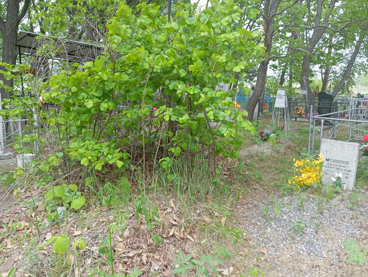 Ахмариева Галина Петровна