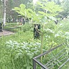Киселёв Гаврил Трофимович