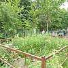 Лиховид Лариса Васильевна