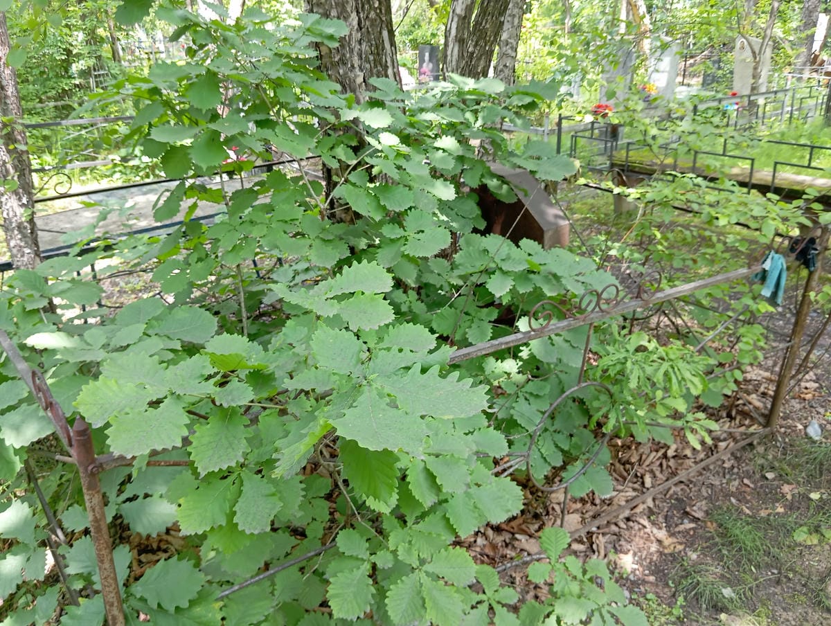 Лидовой Владимир Александрович