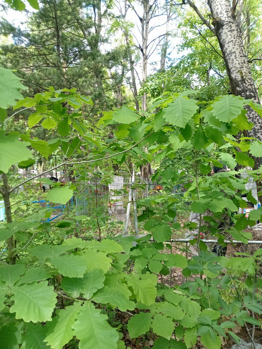 7bf1cff4-7478-4bd0-896d-4ff1f63a0578 Федюкова Александра Ивановна