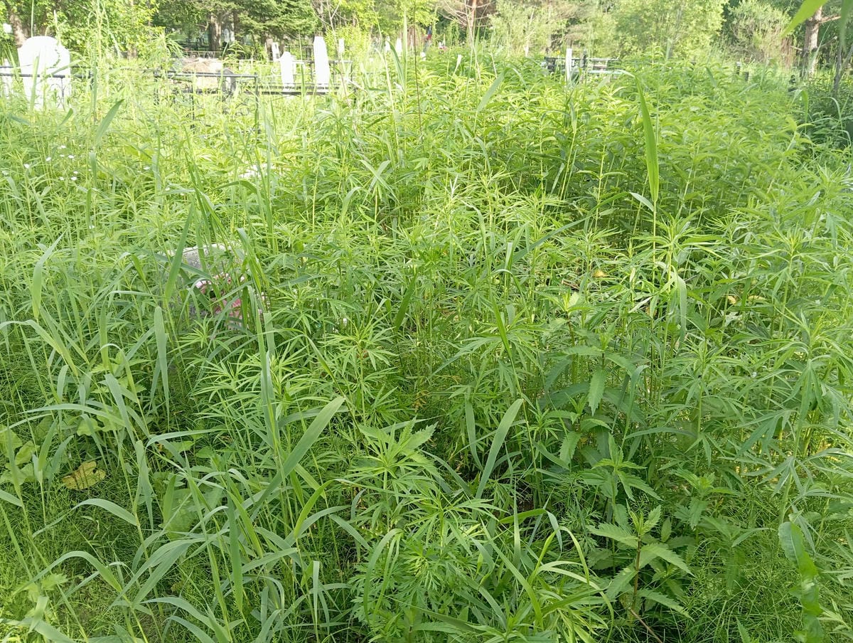 Ибрянов Александр Иванович