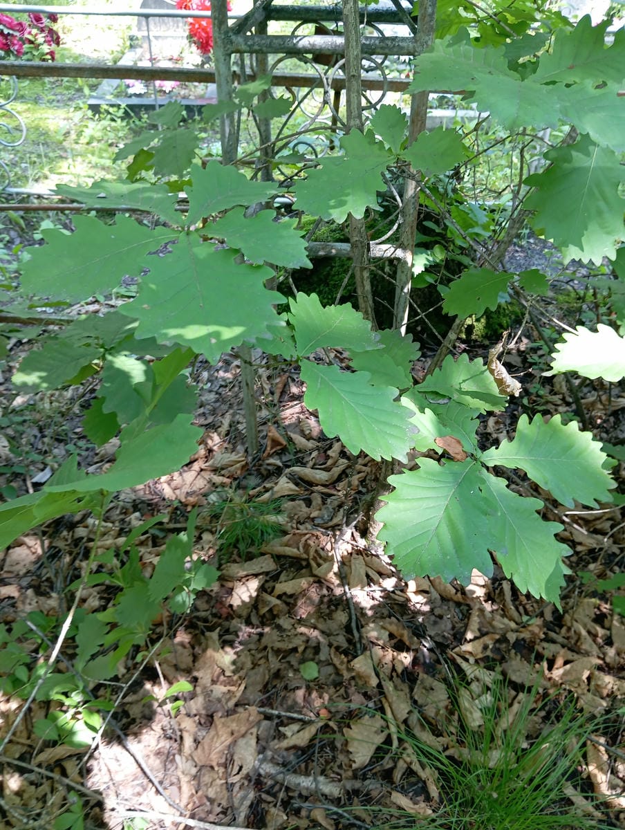 Кунцевич Мария Федоровна