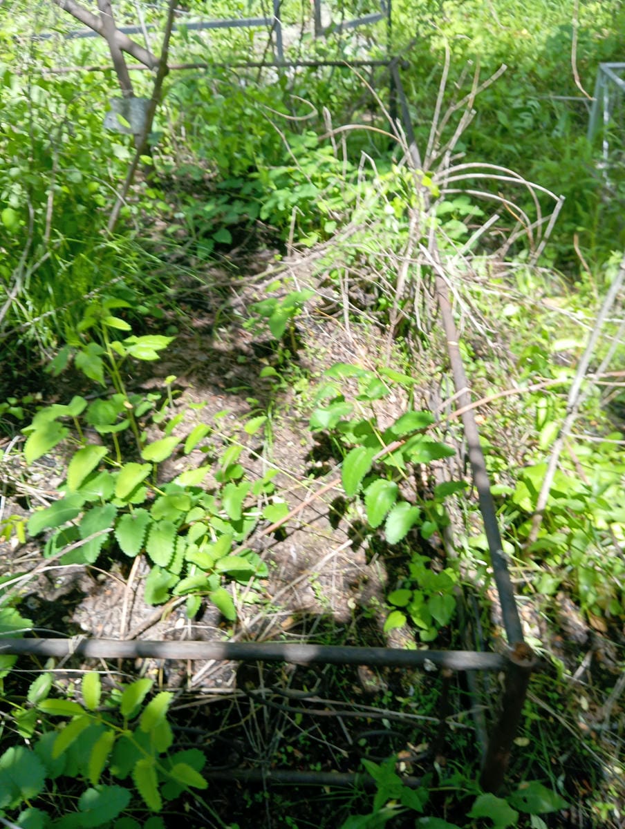 Чупрова Анастасия Ивановна