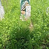 Дремова Светлана Николаевна