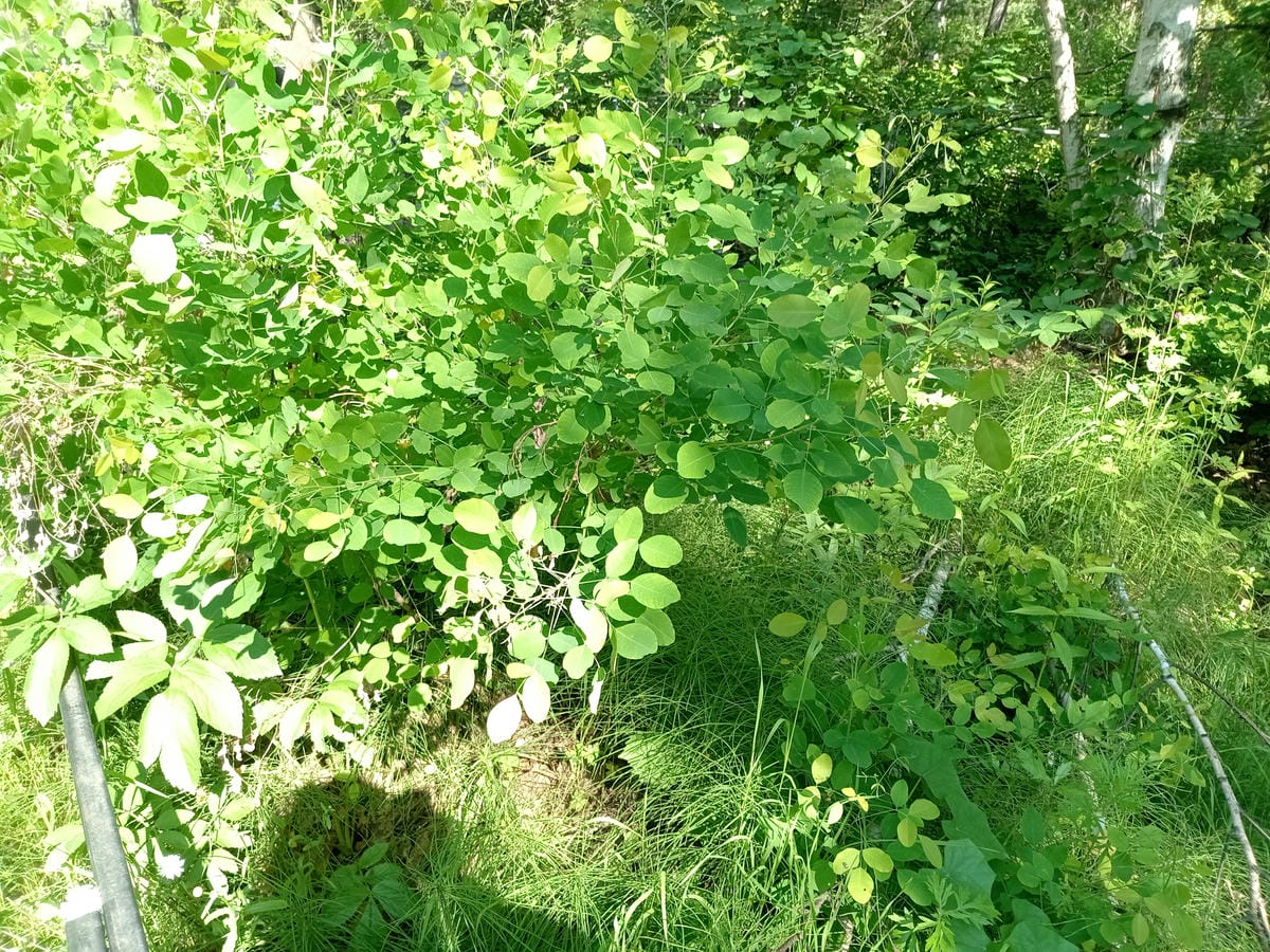 Доров Иван Седорович