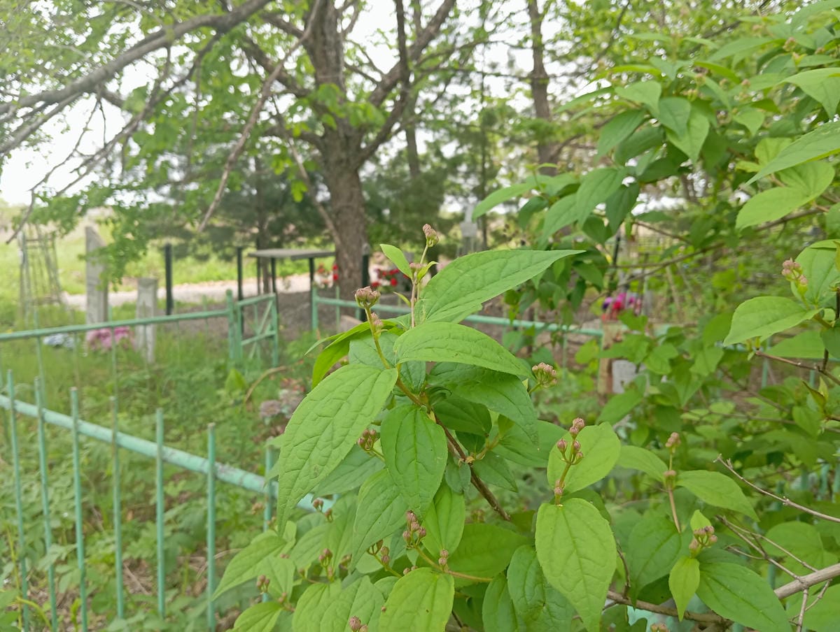 Скулинец Екатерина Еремеевна