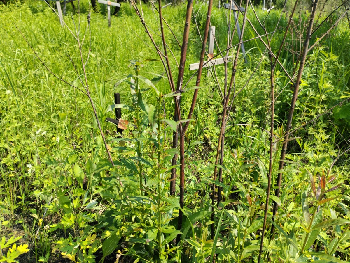 Неизвестно Неизвестно Неизвестно