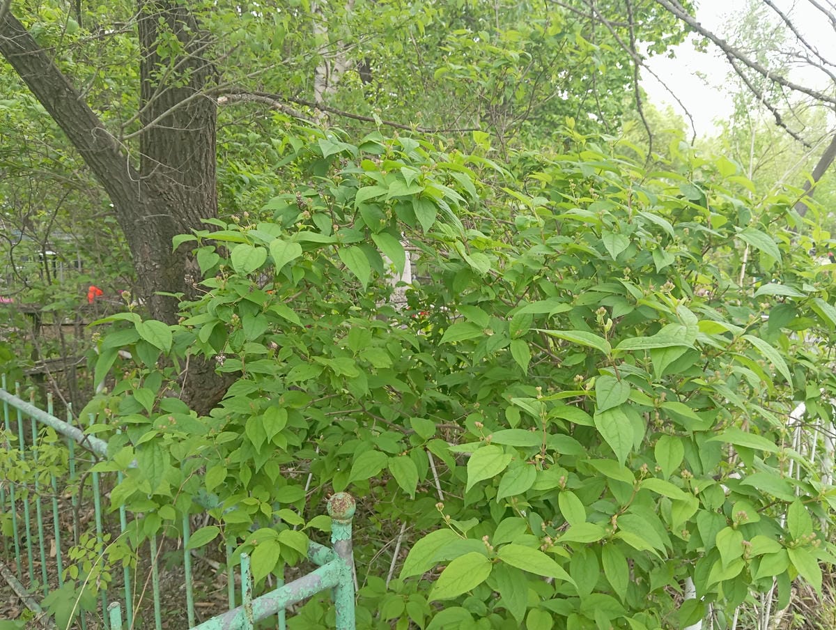 Перепелица Варвара Осиповна