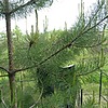 Новиков Алексей Иосифович