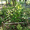 Коробов Николай Васильевич