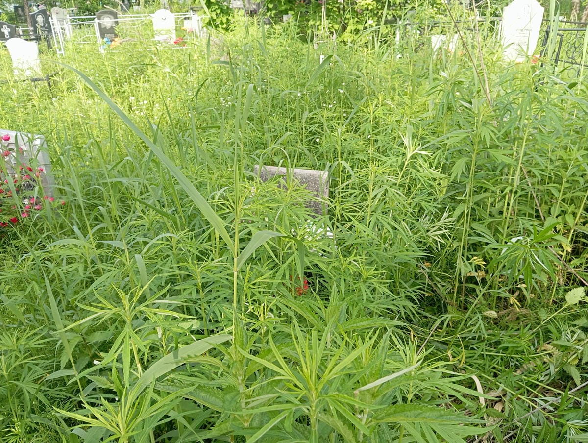 Ибрянов Александр Иванович